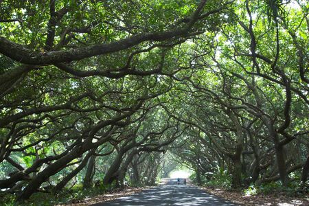 Beautiful Kalapana road with tree canopy and bikers