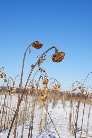 Dead yellow sunflower on the background of blue sunny sky and winter snow.の写真素材