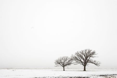 Trees standing on the remote snow covered fieldの写真素材