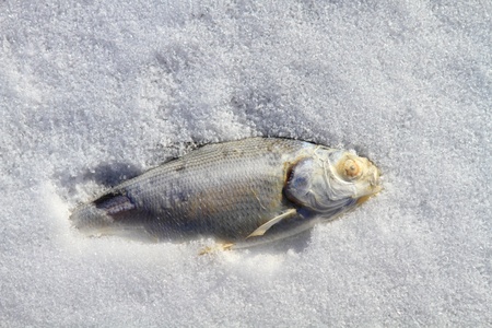 Fish frozen in ice covered lakeの写真素材