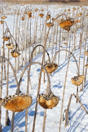 Dead yellow sunflower on the background of winter snow.の写真素材