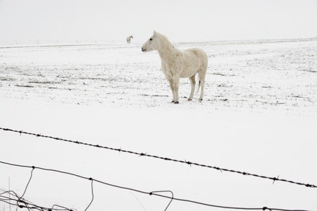 Light-colored horse in the white farm field with blowing snowの写真素材