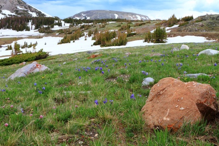 Meadows with wildflowers in the Snowy Range Mountains of Wyoming