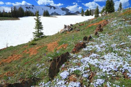 Meadows of wildflowers in the Snowy Range Mountains of Wyoming