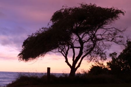 Tree and a beautiful sunset in Abel Tasman National Park, South Island, New Zealandの写真素材