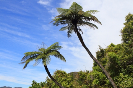 Palm trees and other densely growing plants in tropical forestの写真素材