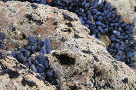 Mussels growing on the ocean rocks on a New Zealand beach
