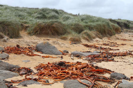 Kelp lying on the beach in Catlins, New Zealandの写真素材