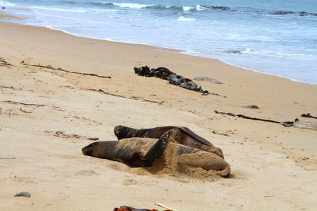 Sea lion family at the beach in Catlins, New Zealandの写真素材
