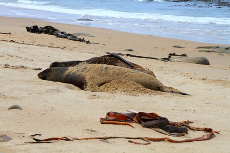 Sea lion family at the beach in Catlins, New Zealandの写真素材