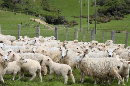 Herd of sheep on the farm in New Zealandの写真素材