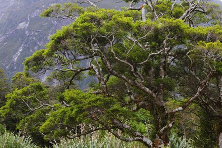 Tree canopy in a tropical rainforest in New Zealandの写真素材