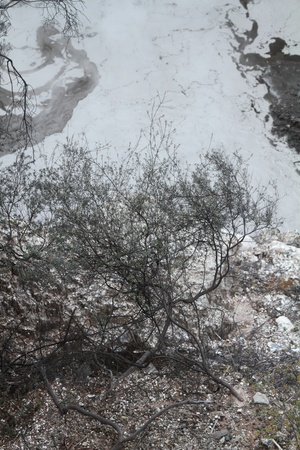 Fragment of mud springs in Rotorua, New Zealand