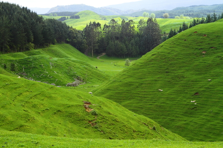 Green beautiful meadows with rolling hills in Rotorua, New Zealandの写真素材