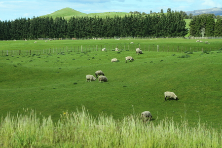 Green meadows with sheep grazing in a beautiful area of Rotorua, New Zealandの写真素材