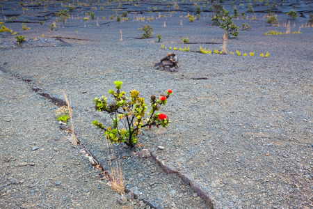 Barren bottom of Kilauea Crater with ohia lehua plants in Hawaii Volcanoes National Park, Big Island, Hawaiiの写真素材