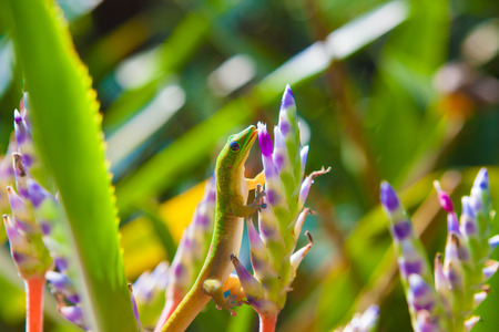 Colorful  geckos and bromeliad portea plantsの写真素材