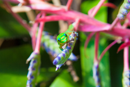 Colorful  geckos and bromeliad portea plantsの写真素材