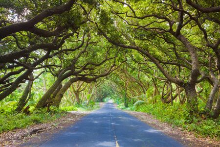 Road covered by tree canopies on Big Island,  Hawaii