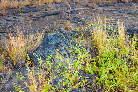 Ancient petroglyphs on lava along the trail in Hawaii Volcanoes National Park, Big Islandの写真素材