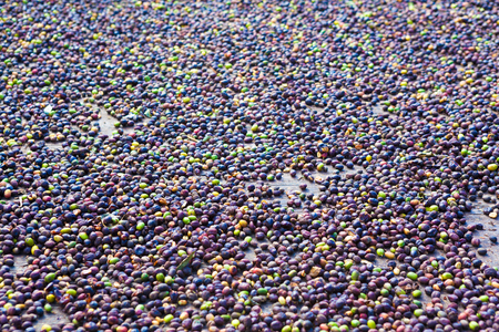 Hawaiian raw coffee beans drying on the coffee plantationの写真素材