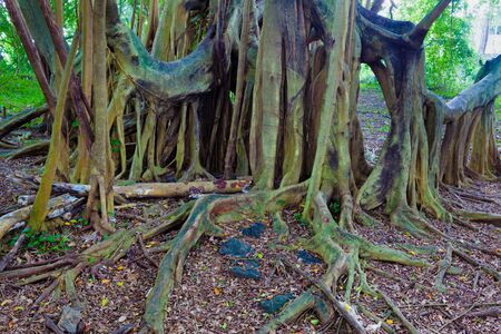 Giant banyan tree in Hawaii