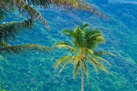 Palm trees with exotic tropical background in Hawaiiの写真素材