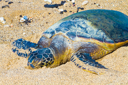 Rare green sea turtle resting on Hawaiian beach