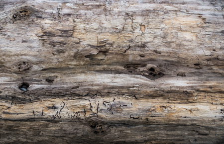 Drifwood log closeup.