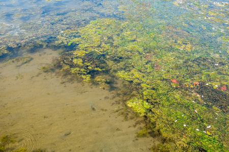 Seaweed grows from a sand bottom on Lake Washington in Reonto, Washington.