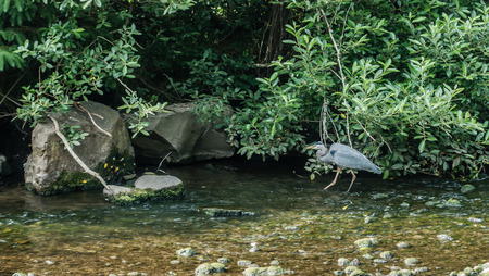 A blue heron wades in a stream in Des Moines, Washington.の写真素材