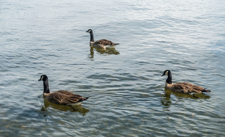 Canada Geese paddle on the water at Seward Park in Seattle, Washington.の写真素材