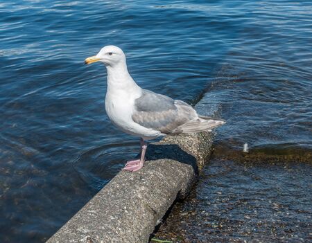 A closeup shot of a friendly seagull.