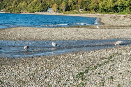 Seagulls feed in a small stream at Seahurst Beach in Bruien, Washington.の写真素材