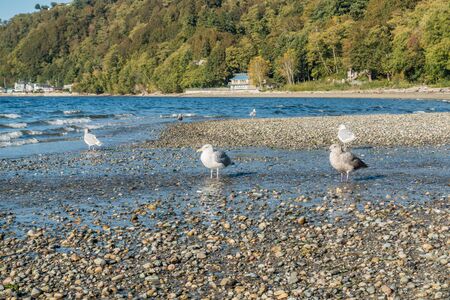Seagulls feed in a small stream at Seahurst Beach in Bruien, Washington.の写真素材