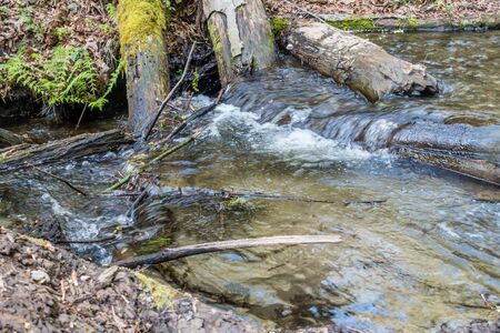 A closeup shot of deadwood logs and a stream at Dash Point State Park in Washington State.の写真素材
