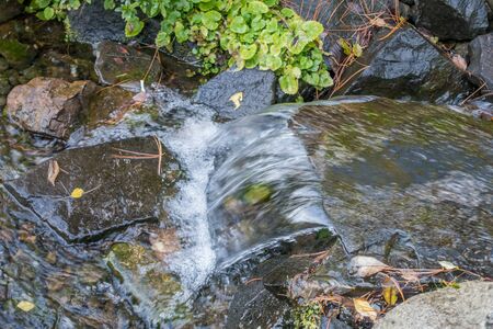 Closeup shot of a small stream in Seatac, Washington.