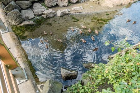 Dusck swim in Des Moines Creek in Des Moines, Washingtonの写真素材