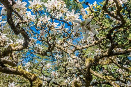 A closeup shot from beneath a Tulip tree creates an abstract image of blossoms and branches.の写真素材