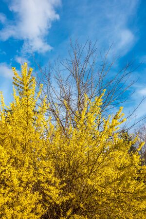 A yellow bush bursts with color. Blue sky is in the distance. Shot taken in Seataac, Wahsington.の写真素材