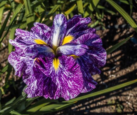 A macro shot of an Iris with intense purple color.の写真素材