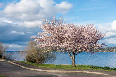 A cherry tree blooms on the shore of Lake Washington near Seattle.の写真素材