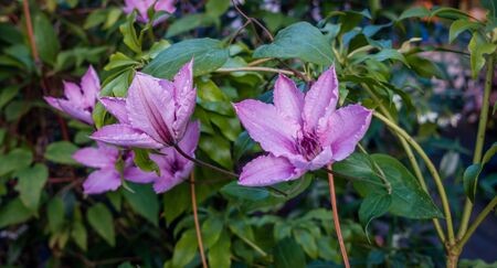 Macro shot of light purple flowers.の写真素材
