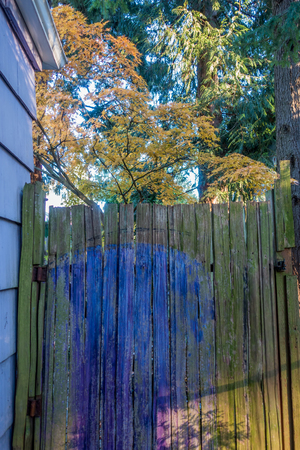 A partially painted cedar gate stands in front of a Japanese Maple tree in Autumn. Shot taken in Burien, Washington.の写真素材