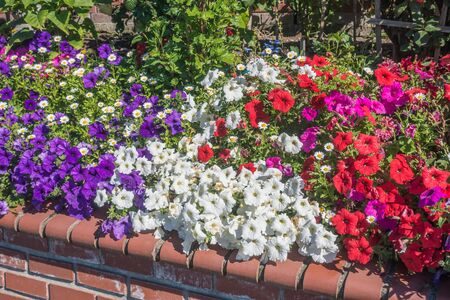 A view of red, white and purple Petunia flowers in summer time.の写真素材