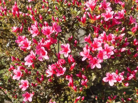 Macro shot of red blossoms in Spring.の写真素材