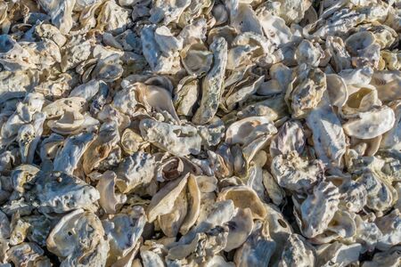 A pile of white oyster shells. Background or texture.の写真素材