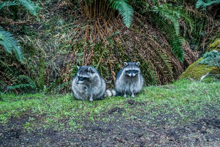 Two racoons by the road.の写真素材