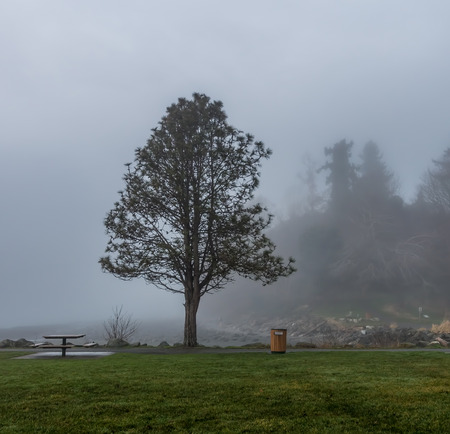A lone tree stands in the midst of fog in Des Moines, Washingtonの写真素材