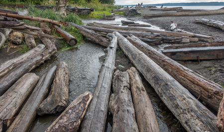 Closeup shot of driftwood logs along the shore at Seahurst Beach in Burien, Washington.の写真素材